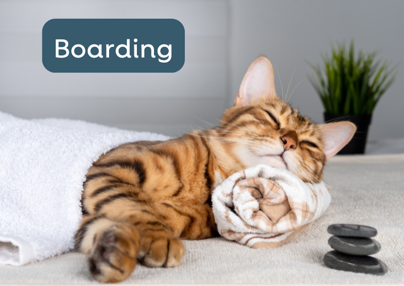 Carousel Slide 6: The finest pet boarding in North Hollywood, CA!