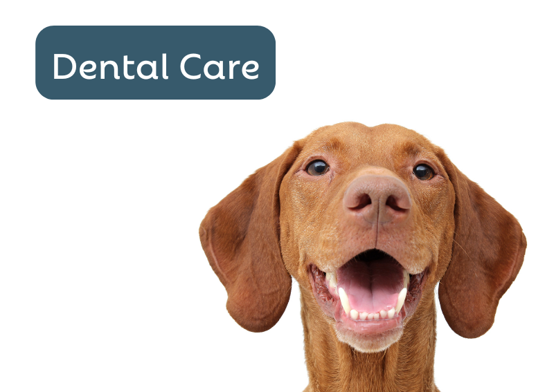 Carousel Slide 5: Pet dental care including routine care, surgery and diagnostics available