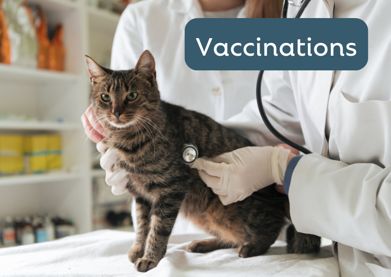 Carousel Slide 4: Stay up-to-date with your pet's vaccines
